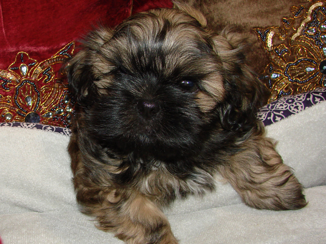 Past Puppies Welcome to Elegant Shih Tzu