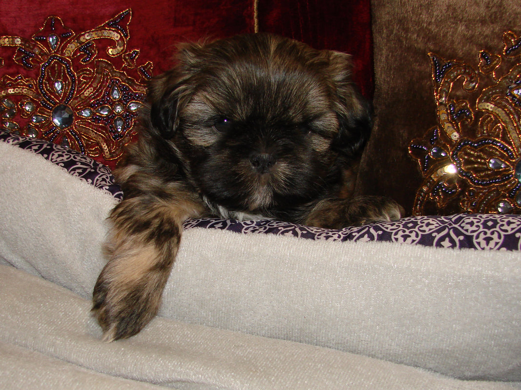 Debbie's dolls shih tzu clearance